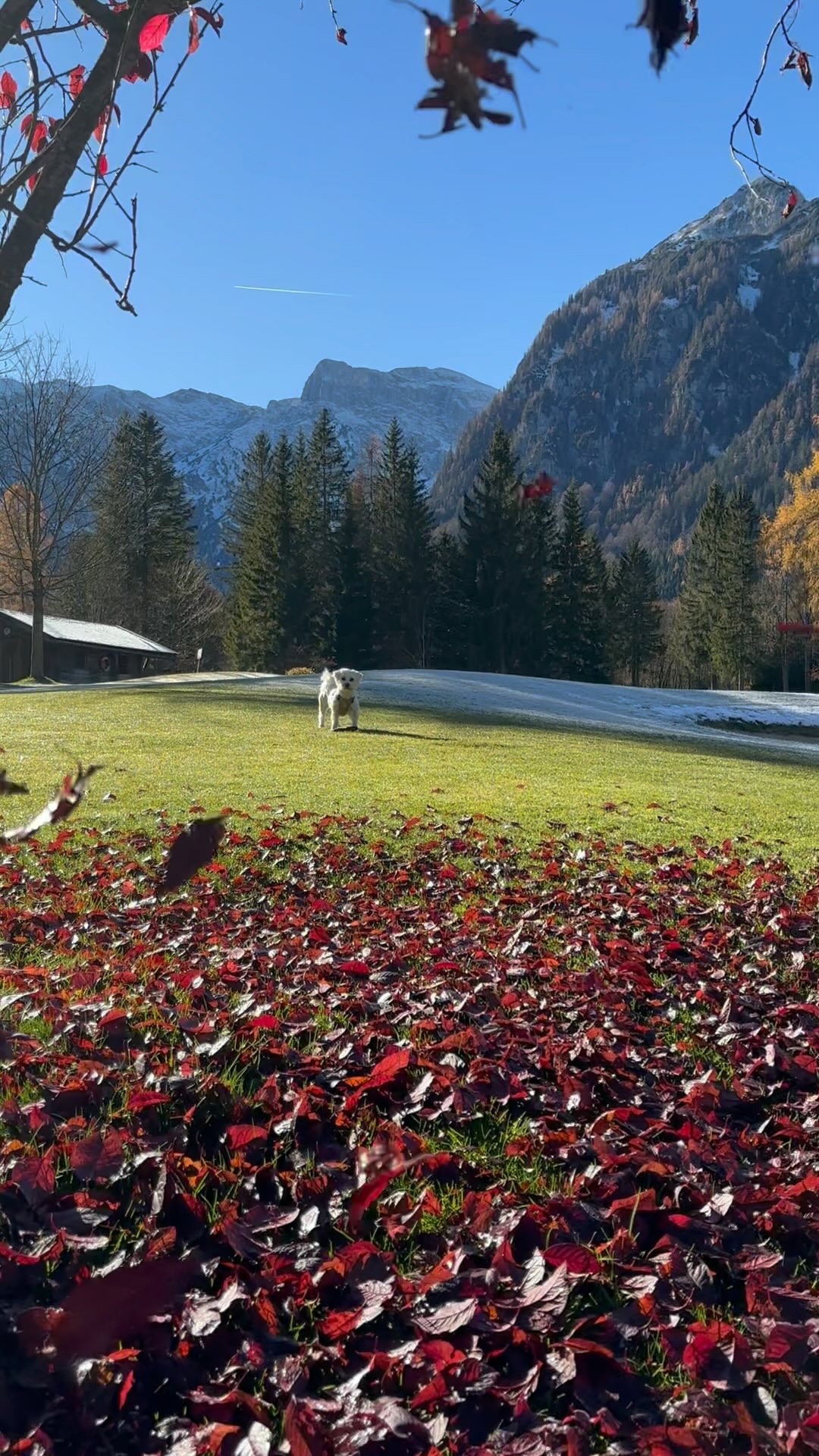 Traumhaft schöner Herbsttag!
#nature #fall #november #lovemydog #frischeluft #alpenperlenamachensee