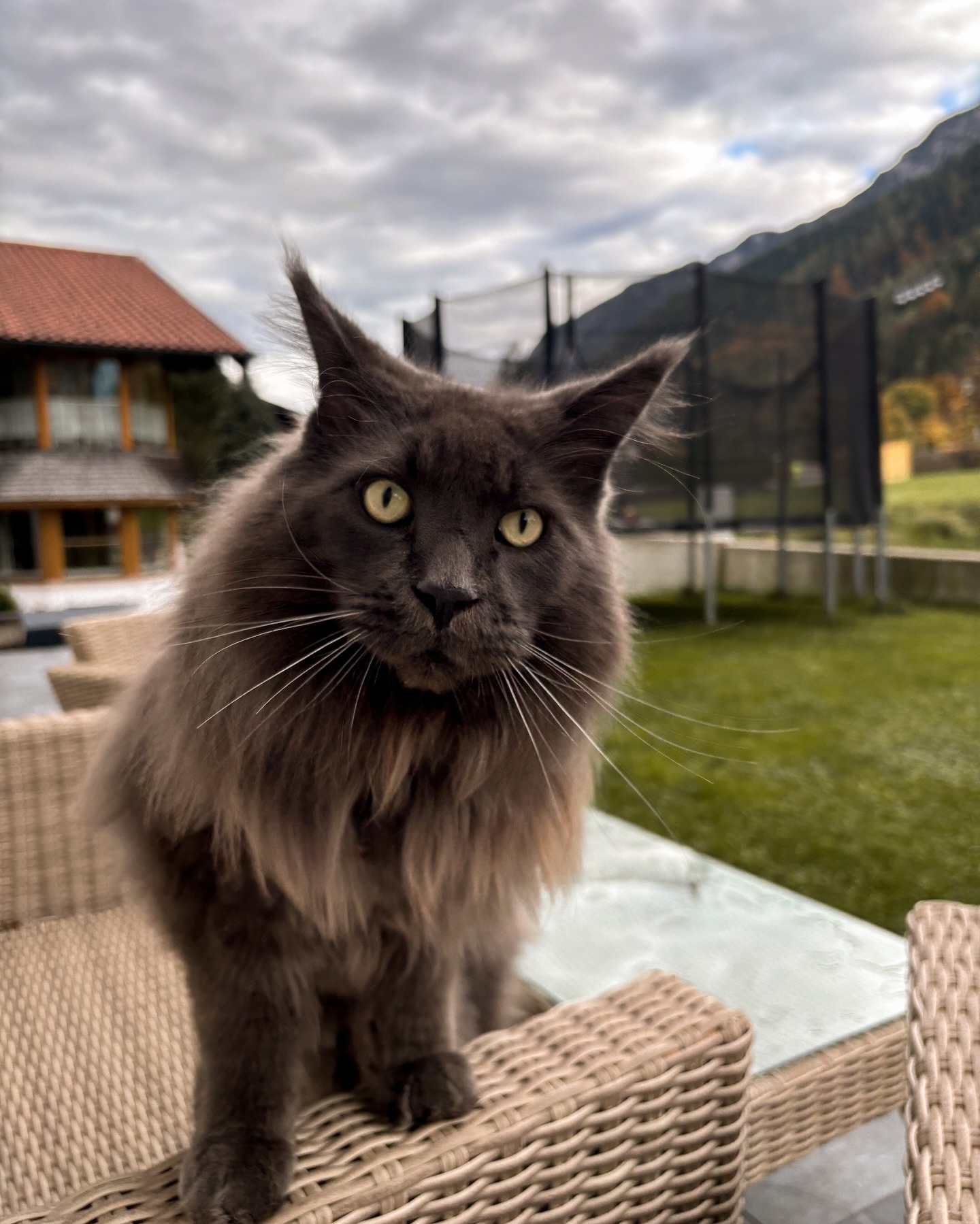 Unser Abenteurer Balu ist immer unterwegs! 🐾 

Wer hat ihn schon gesichtet – ob bei uns in den Alpenperlen, im Wald oder sogar im Dorf? Er liebt es, durch die Gegend zu streifen und freut sich immer über ein paar Streicheleinheiten. 🐈‍⬛🫶🏼

 Na, hast du ihn schon entdeckt? 😇

📸 Wenn ihr ihm begegnet, dürft ihr gerne ein Foto machen und es posten. Verwendet einfach den Hashtag #alpenperlenbalu und…