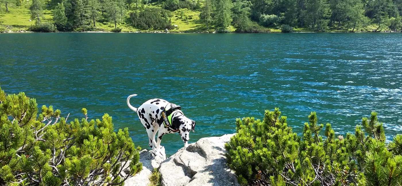 Hund See Sonne