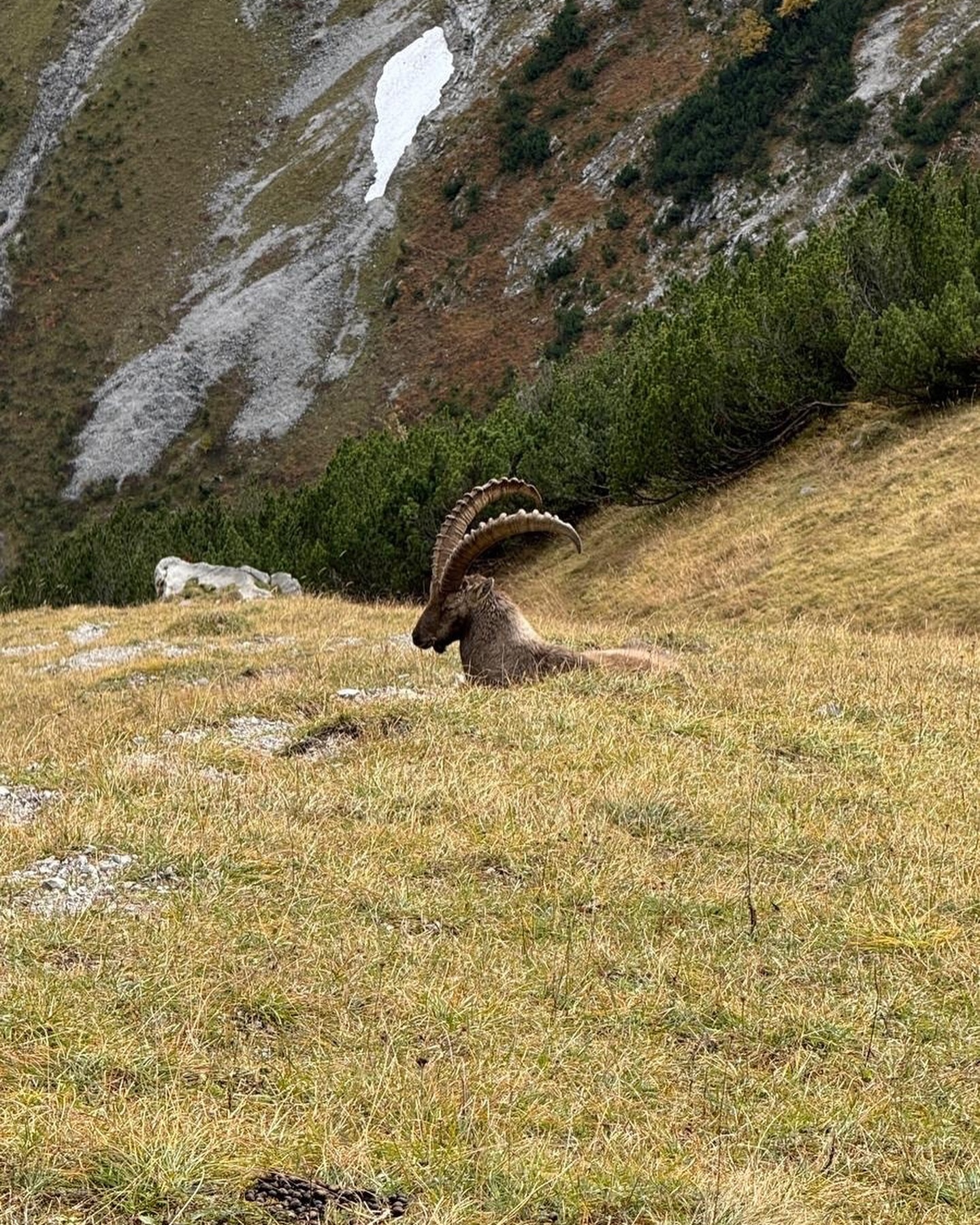 Lust auf Bock-schauen? 🤪

Vor allem im Herbst kann man bei einer Wandertour in der Nähe immer wieder Böcke betrachten, die die goldene Jahreszeit mindestens genauso genießen wie wir. 🧡

#bockschauen #wandern #wanderung #ausflugtipp #alpenperlenamachensee #herbsturlaub