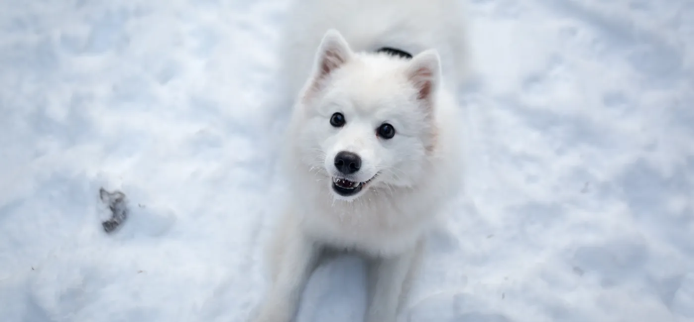 weißer Hund im Schnee