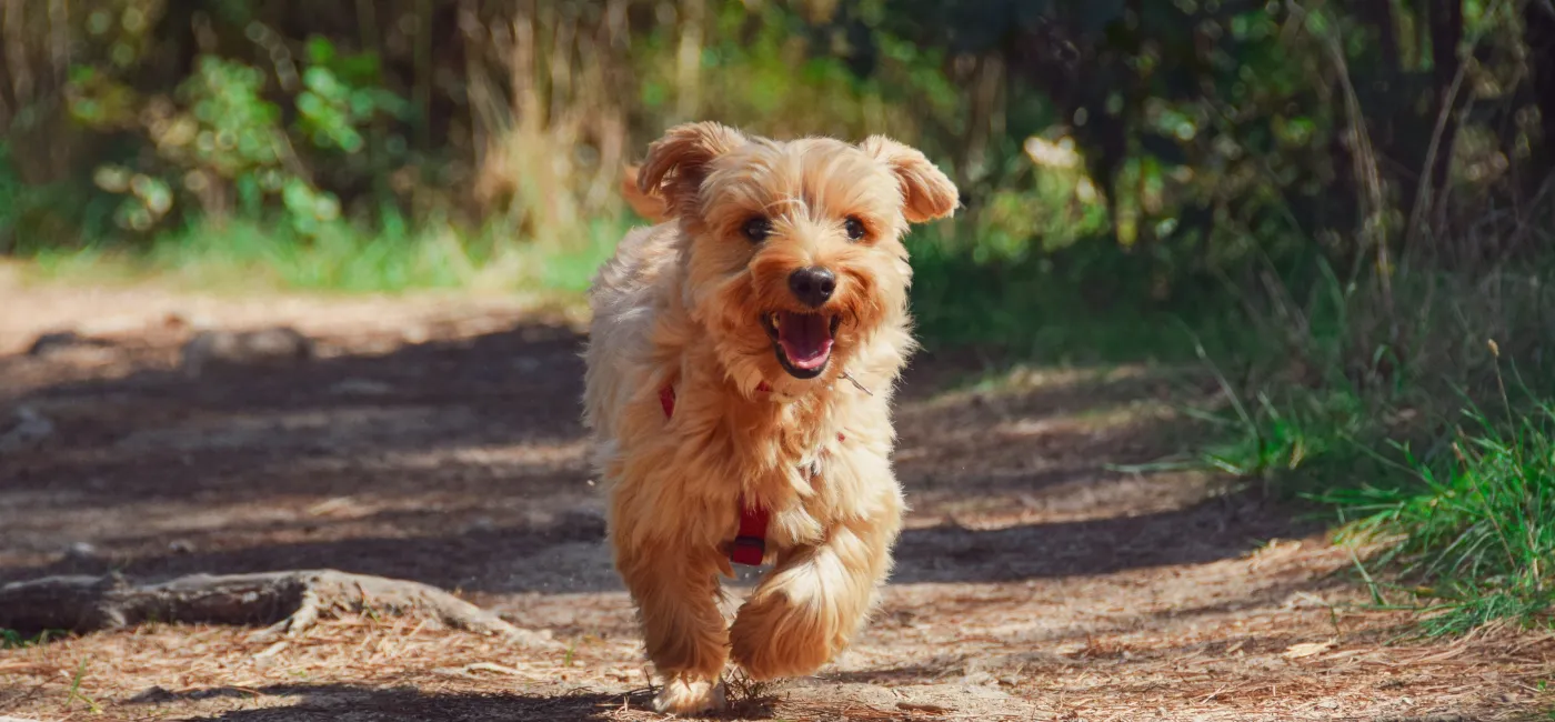 Hund läuft auf Waldweg in Sonne