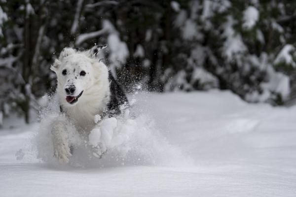 Hund Winter 