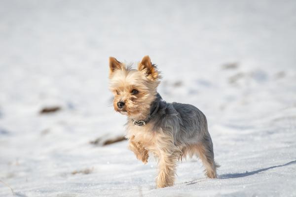 Hund Schnee Landschaft 