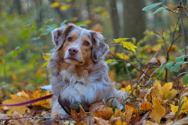 Hund Herbst Wald Blätter 