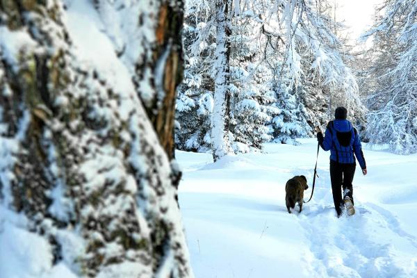 Hund Schnee Wanderung Winter Tirol