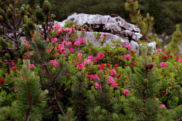 Almrosenblüte am Achensee