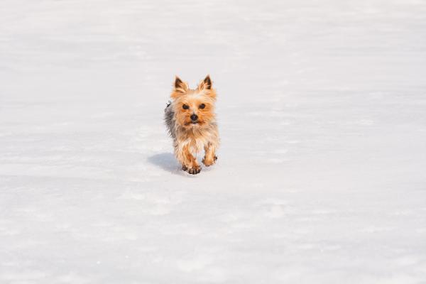 Hund Schnee Landschaft 