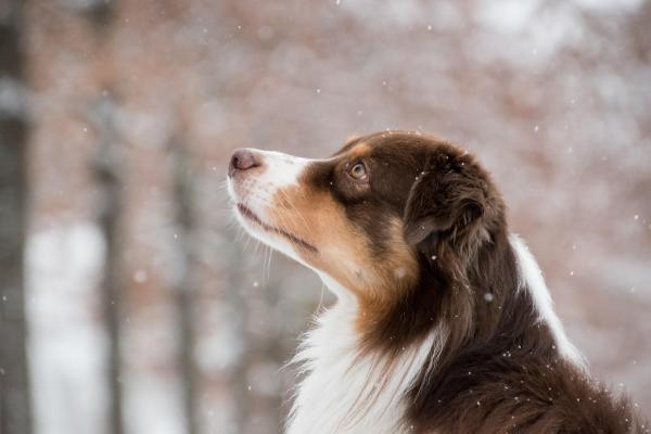 Hund blickt nach oben Winter Schnee