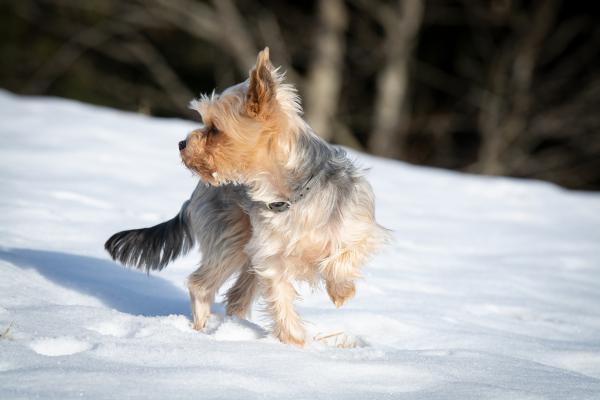 Kleiner Hund im Winter 