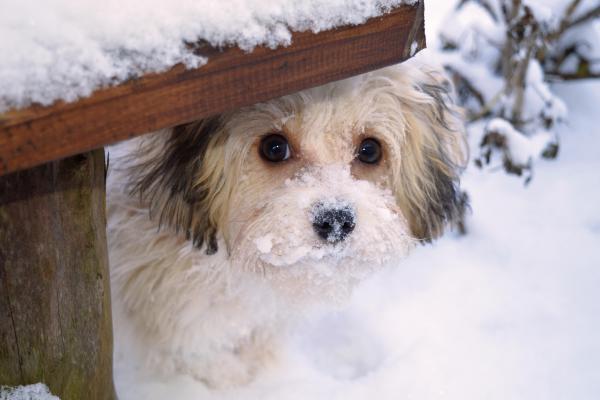 Kleiner Hund Schnee 