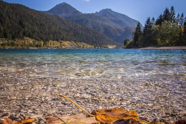 Ufer Achensee Herbst Blätter Bäume