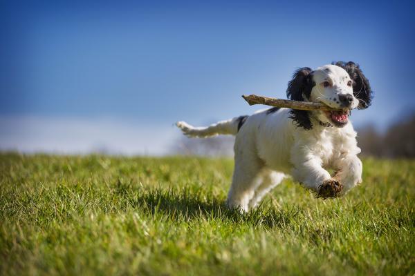 Fröhlicher Hund auf der Wiese